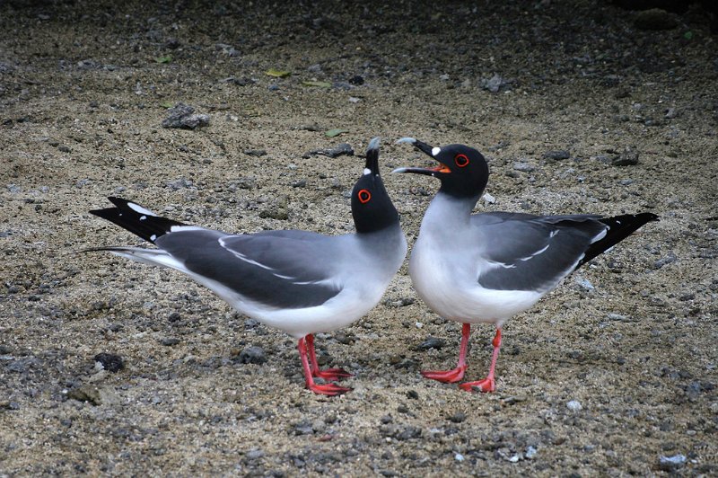 990 - courting swallow tailed gulls - BEWS Mike - england.jpg